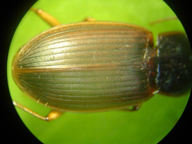 Carabidae with yellow legs